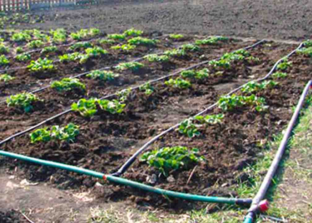 Самотечная система полива огорода и теплицы своими руками